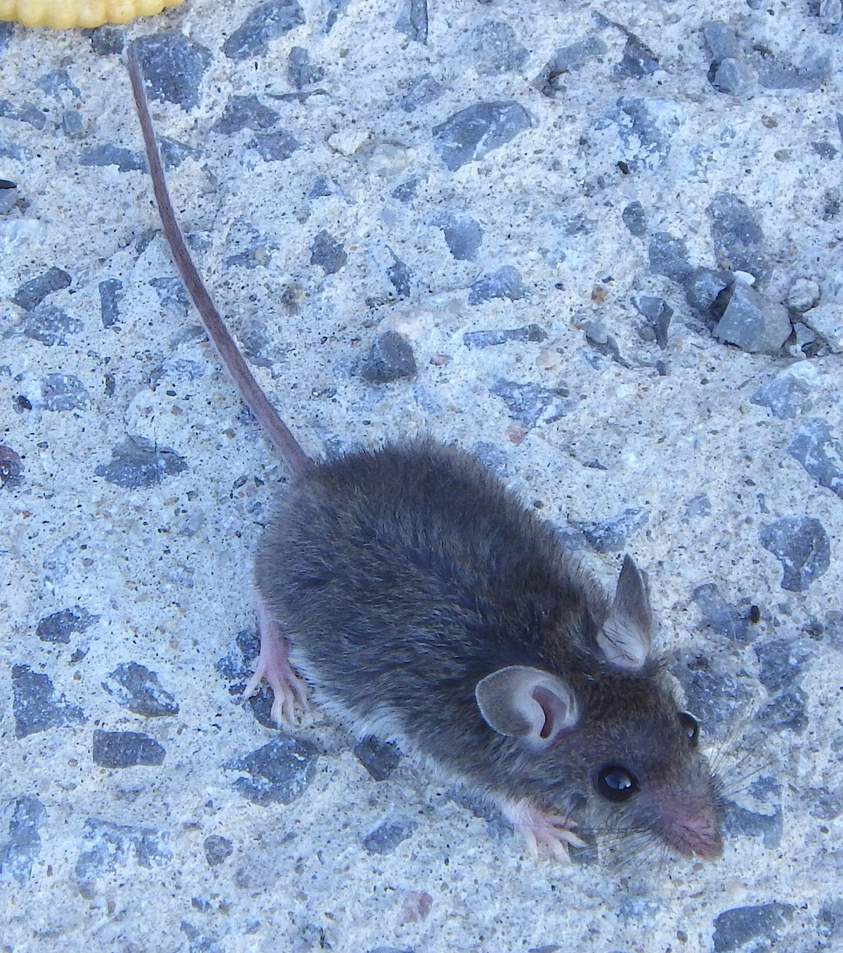 house mouse