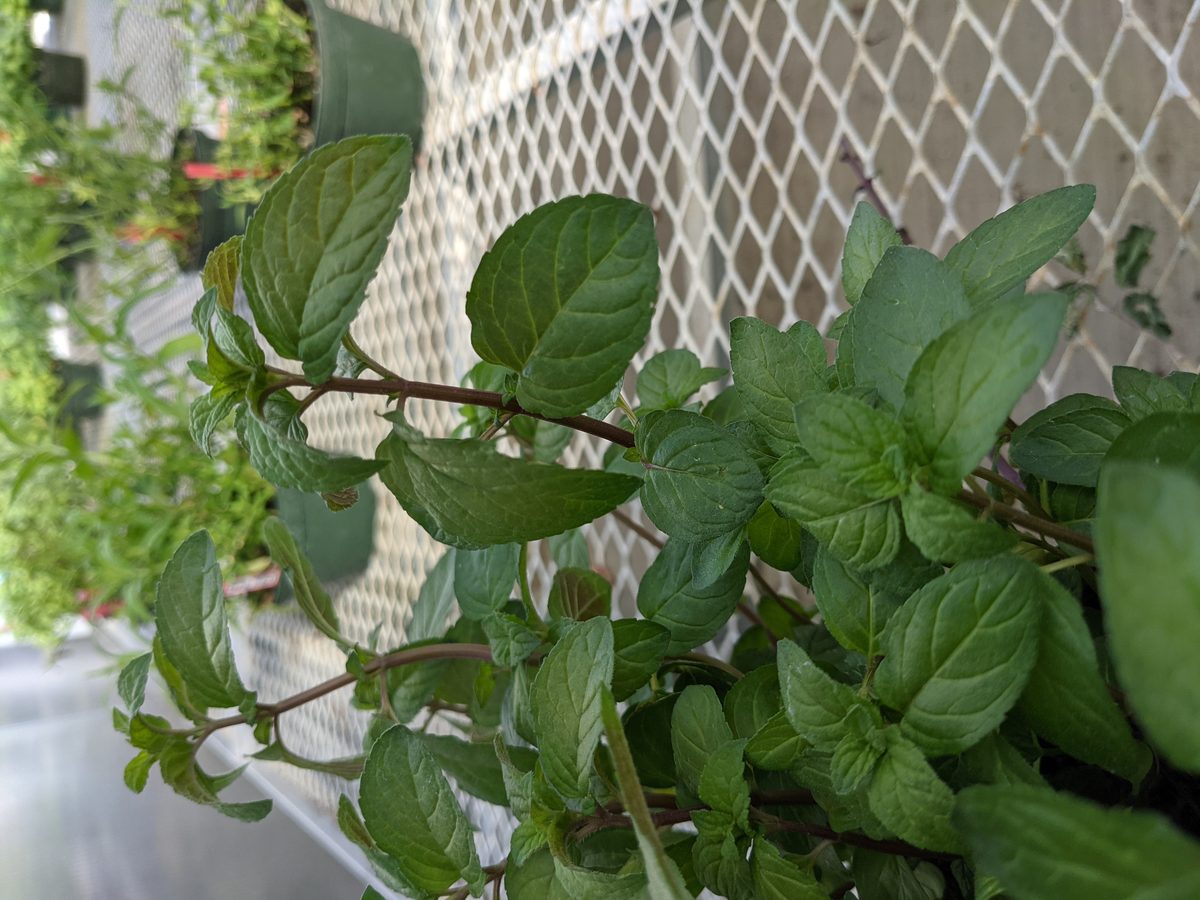peppermint plant